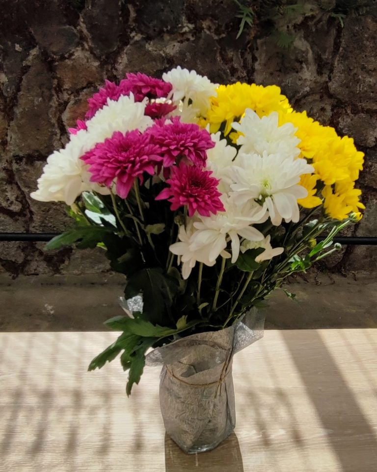 ChrysanthemumCharm1